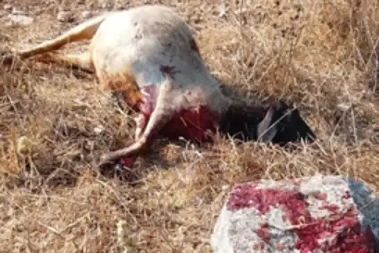 من الأغنام إلى المنازل.. تصعيد إسرائيلي يفاقم التوتر في الضفة
