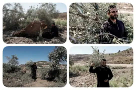 الاحتلال الصهيوني يقتلع 330 شجرة زيتون ويجرف أراضي فلسطينية في جنين