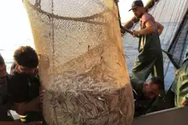 İzmir’de balık sezonu bereketli başladı: Tezgâhlarda fiyatlar geriledi