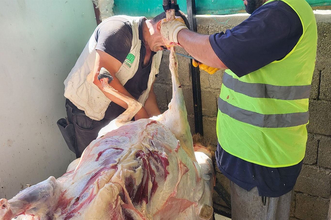 Karwana Hêvîyê li Wanê goştê heywanên nezir gihand kesên hewcedar