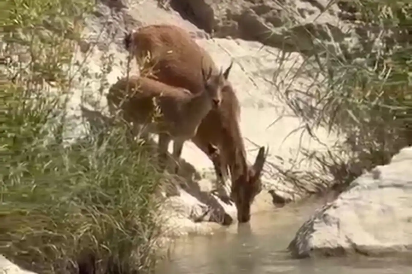 Su içmek için dereye inen yaban keçileri kameraya yansıdı