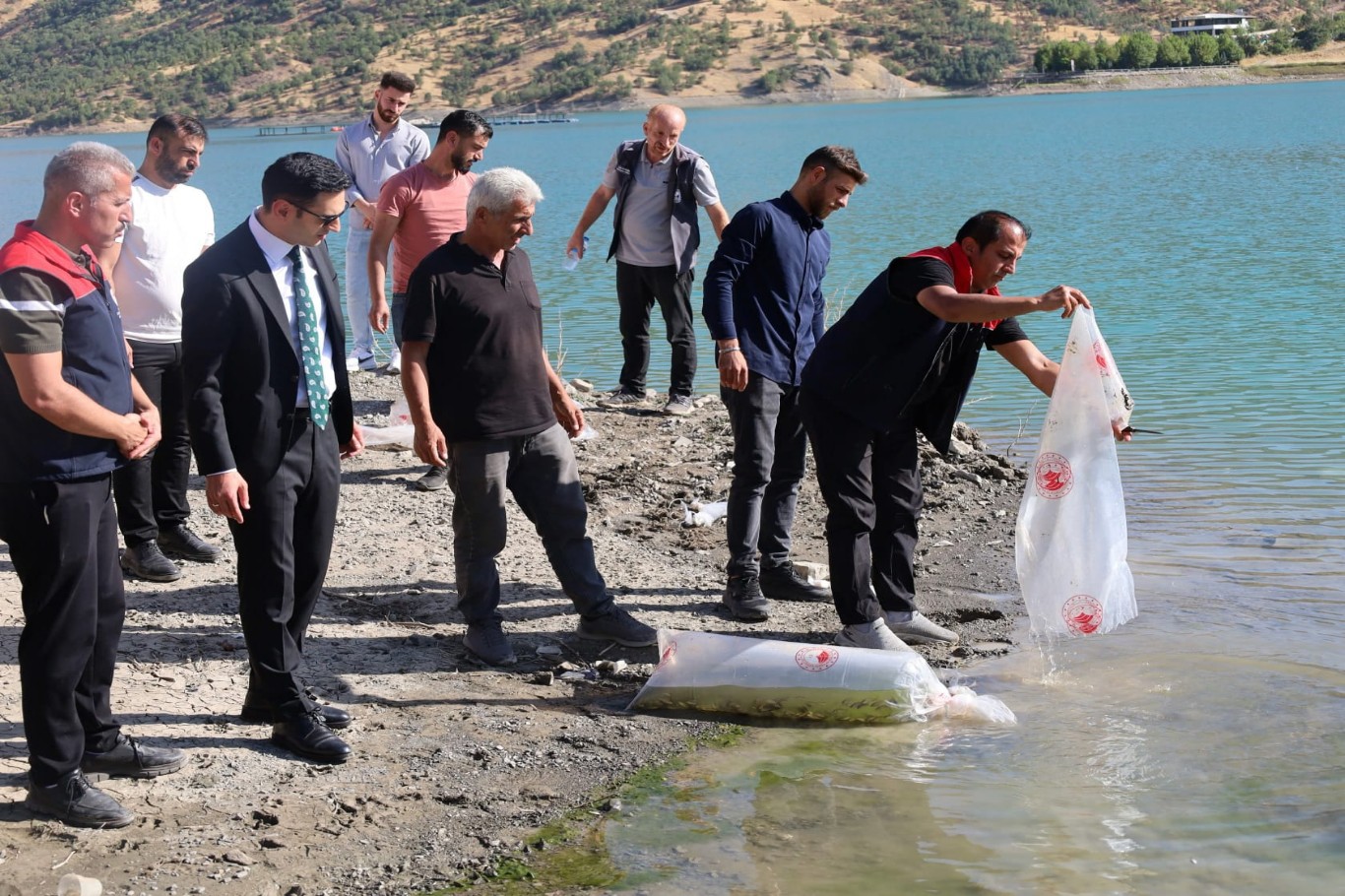 Uludere’de baraj göllerine yüz binlerce yavru sazan bırakıldı