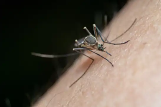 Italy reports more than 650 West Nile virus infections
