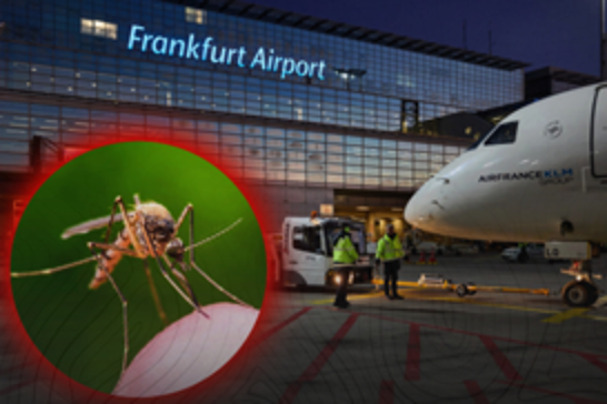 Frankfurt Havalimanı'nda sıtma alarmı