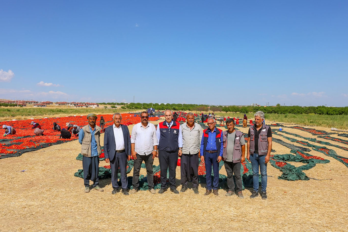 Malatya'da 350 dekarlık alanda organik domates üretimi