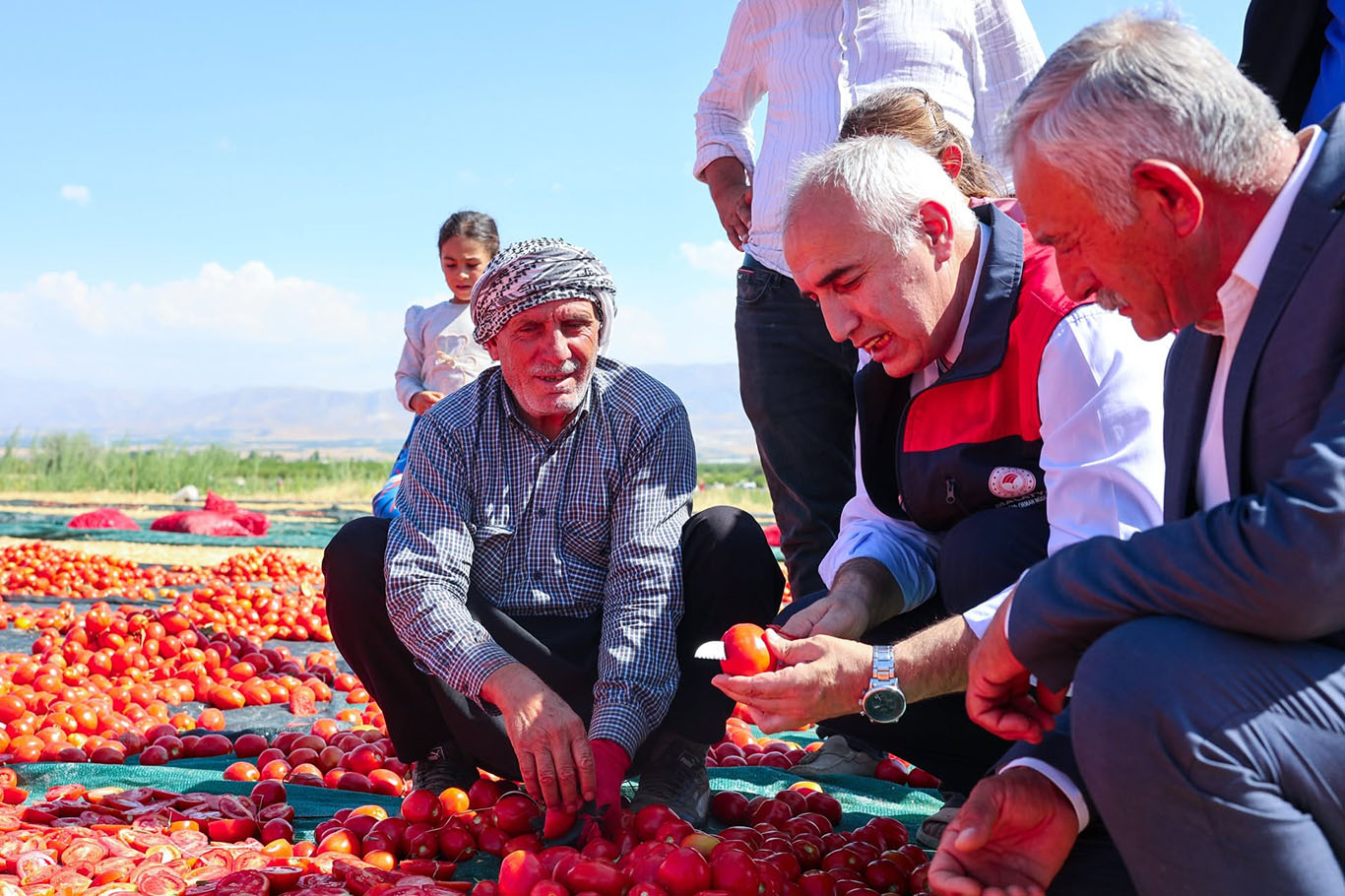 350 dekarlık alanda organik domates üretimi