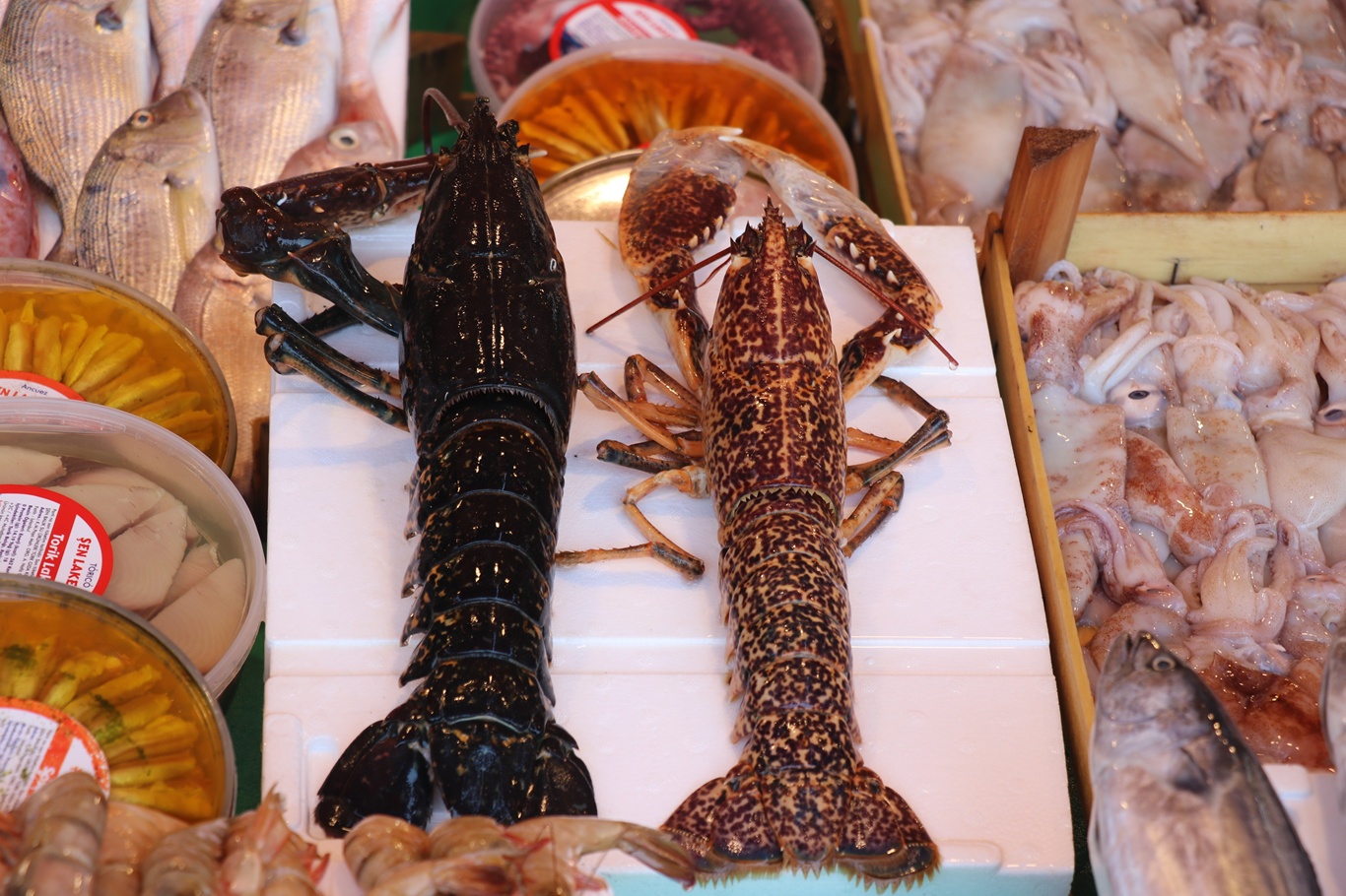 İstanbul'da balık sezonu bereketli başladı