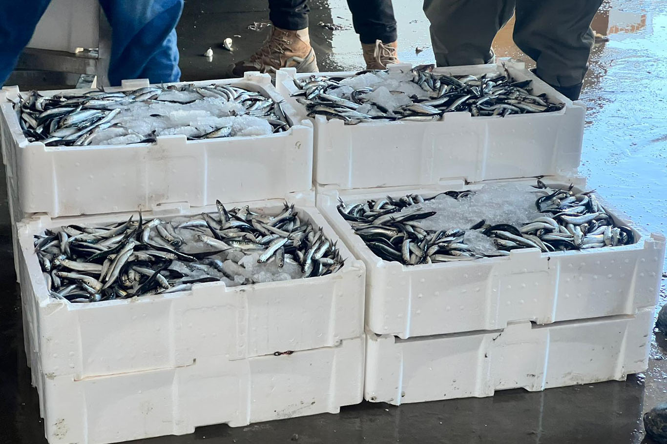 İzmir Balık Hali Dernek Başkanı Çakan: Yeni sezonda beklentimiz çok yüksek