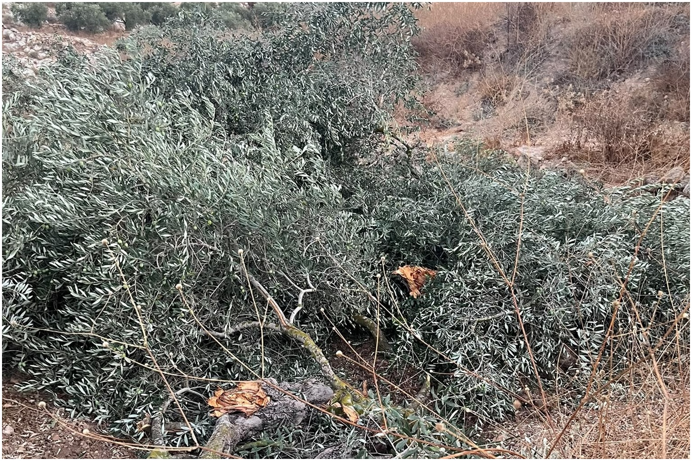 İşgalci siyonistler Ramallah yakınlarında onlarca zeytin ağacını söktü