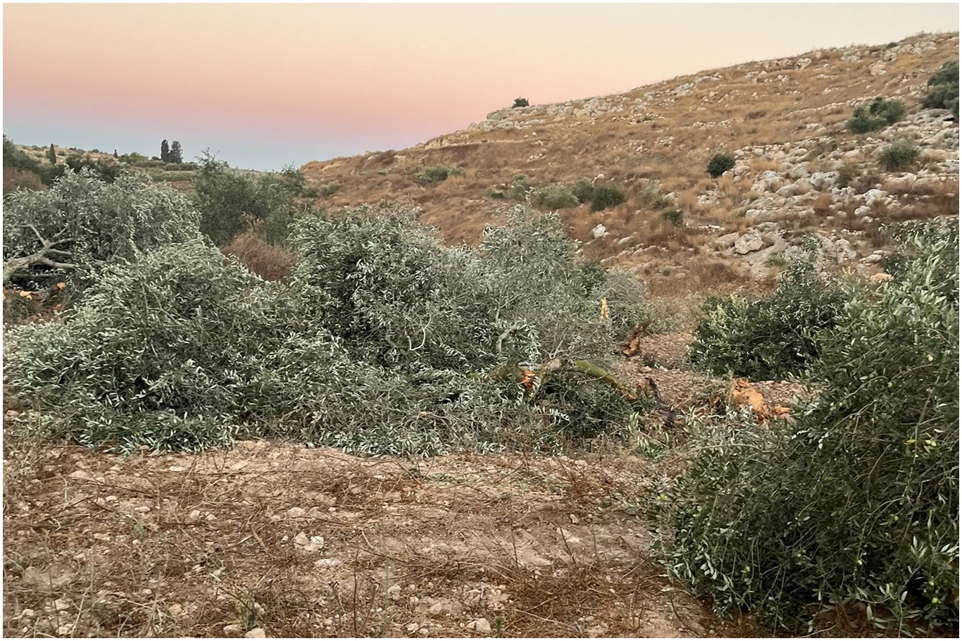 Israeli settlers uproot dozens of olive trees near Ramallah