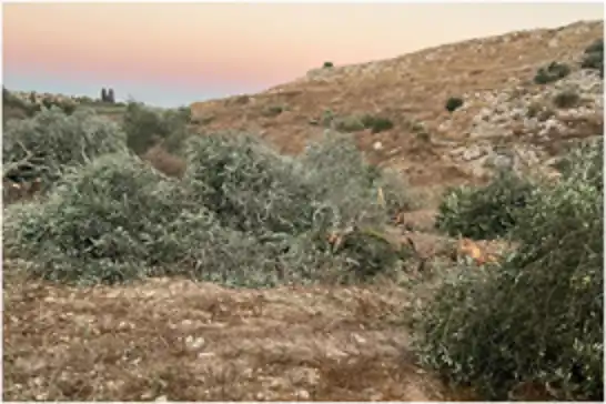 Israeli settlers uproot dozens of olive trees near Ramallah