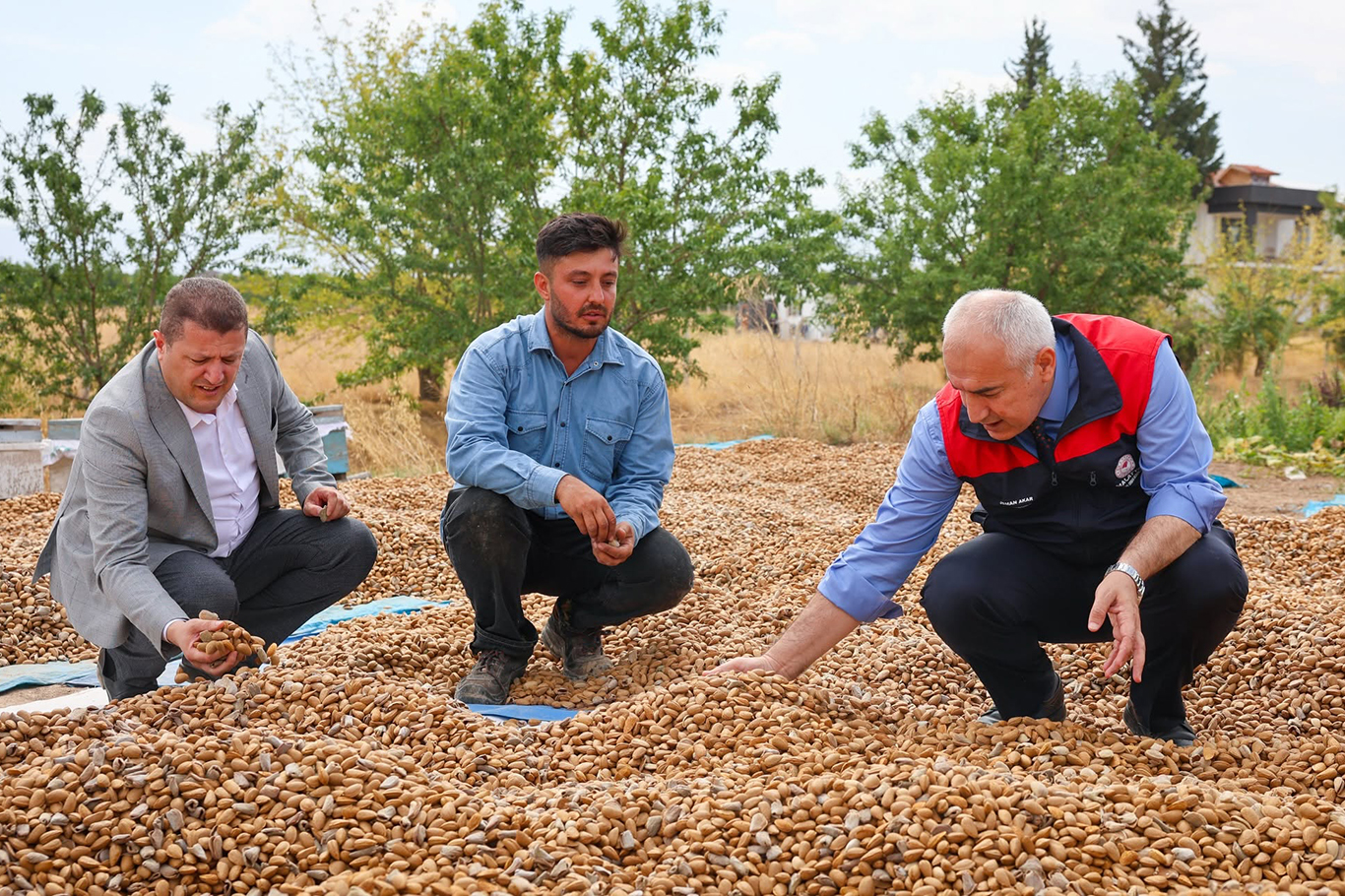 Dünya Kayısı Başkenti Malatya'da badem hasadı başladı