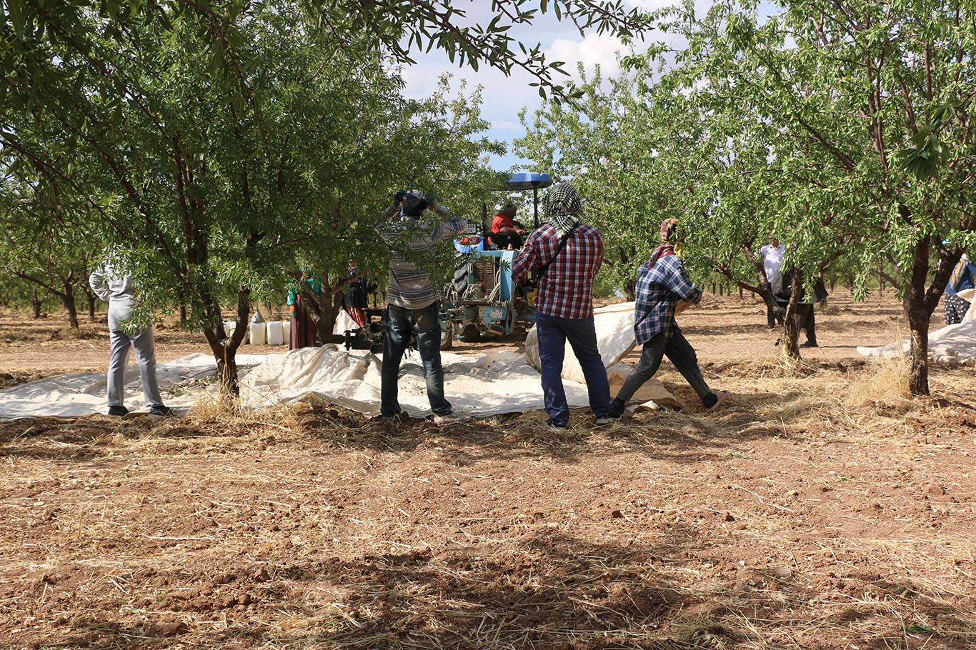 Şanlıurfa'da badem üreticisi fiyatlardan dertli: "Bu gidişle fıstığa dönebiliriz"