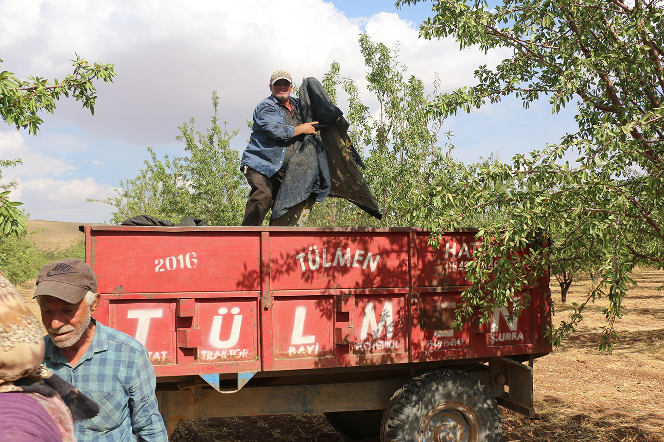Şanlıurfa'da badem üreticisi fiyatlardan dertli: "Bu gidişle fıstığa dönebiliriz"