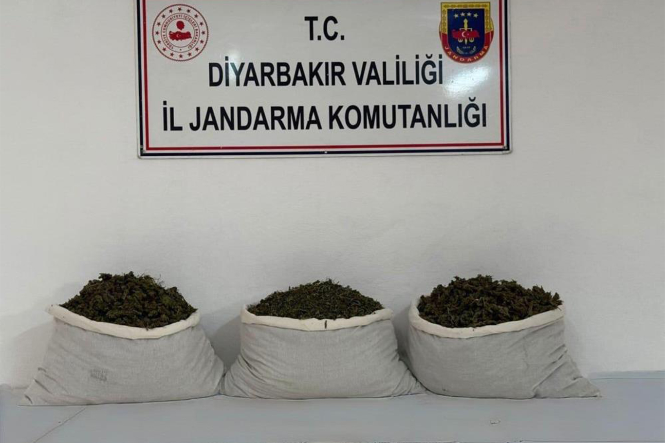 Li Dîyarbekirê 253,752 nebatên esrarê hatin desteserkirin: Li dijî 25 şikdaran tedbîrên qanûnî hatin girtin
