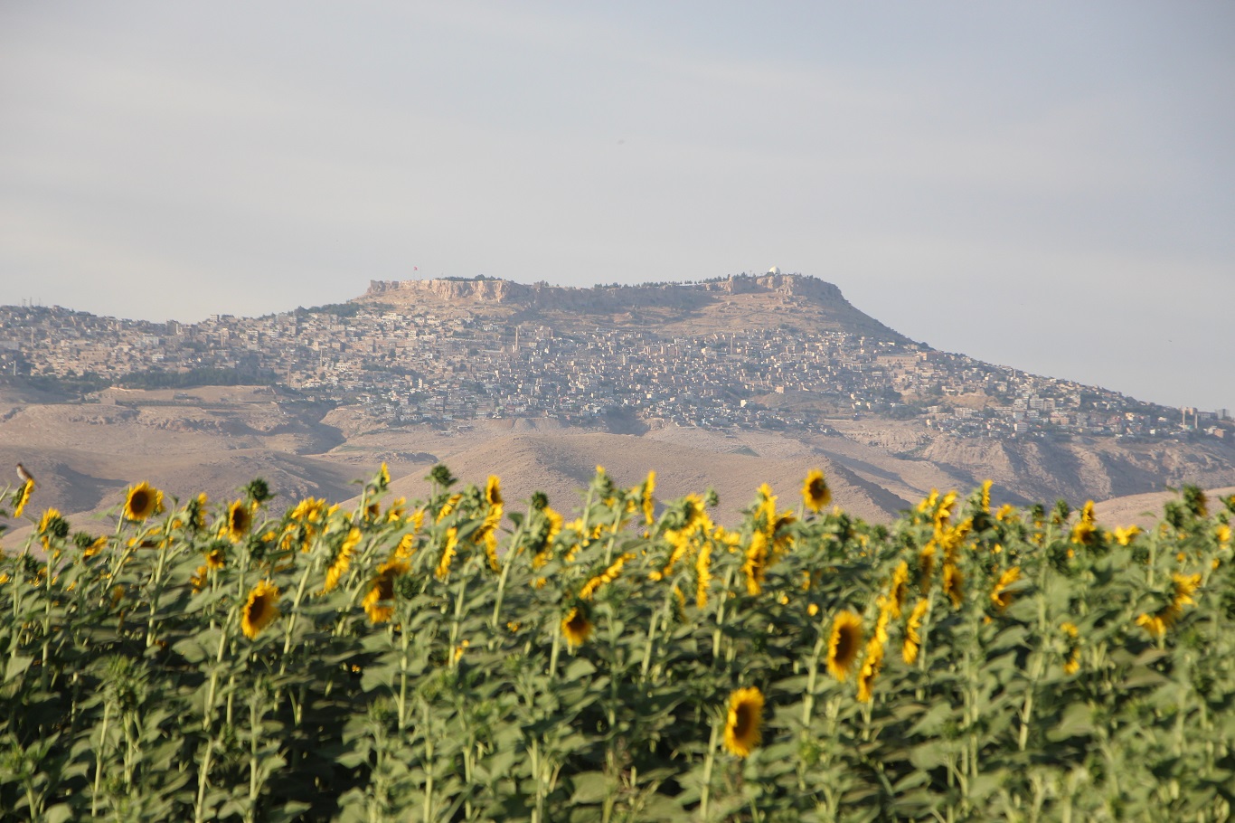 Mardin’de su kısıtlamaları ayçiçeği ekimini artırdı