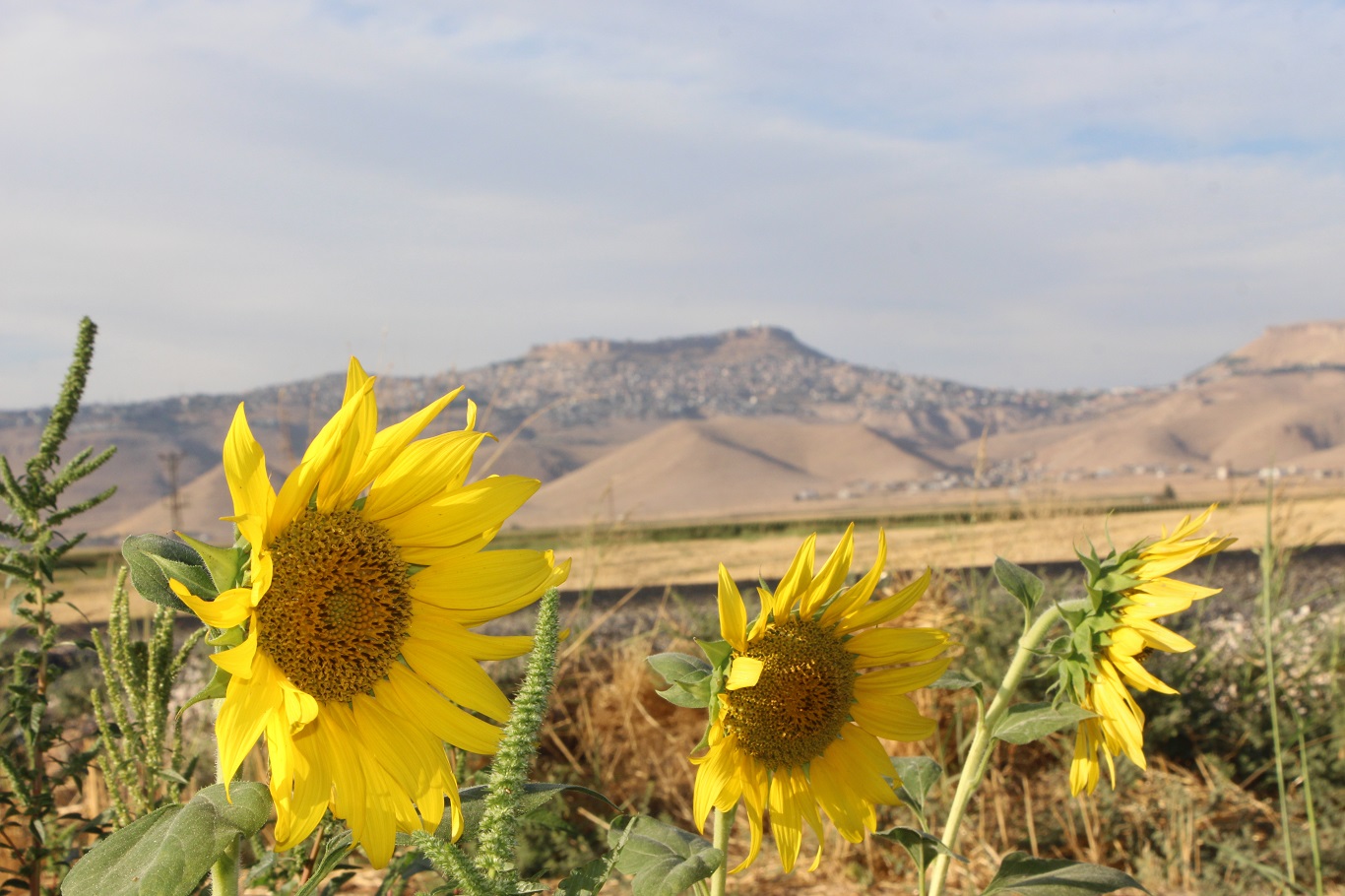 Mardin’de su kısıtlamaları ayçiçeği ekimini artırdı