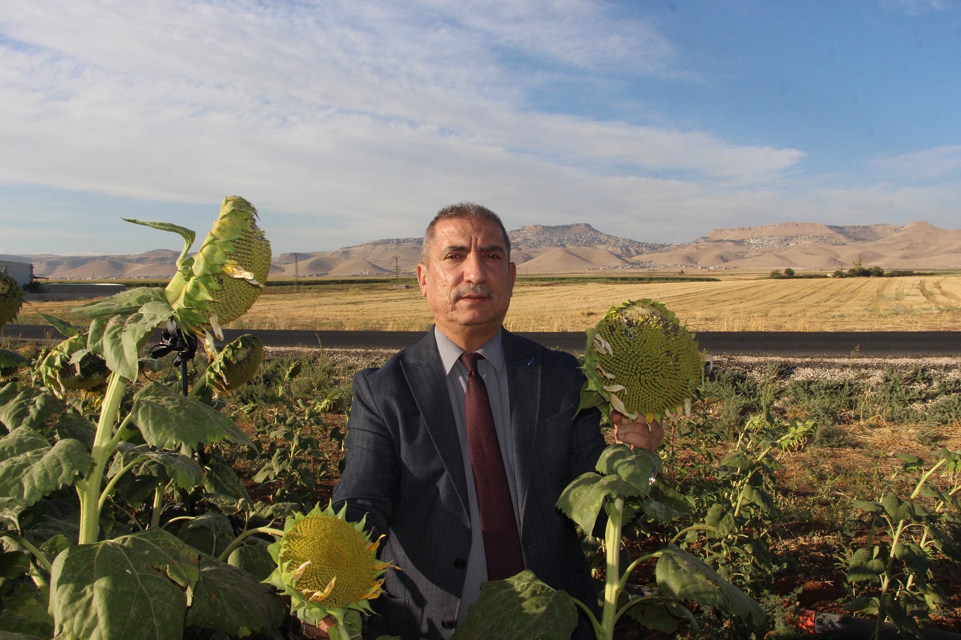 Mardin’de su kısıtlamaları ayçiçeği ekimini artırdı