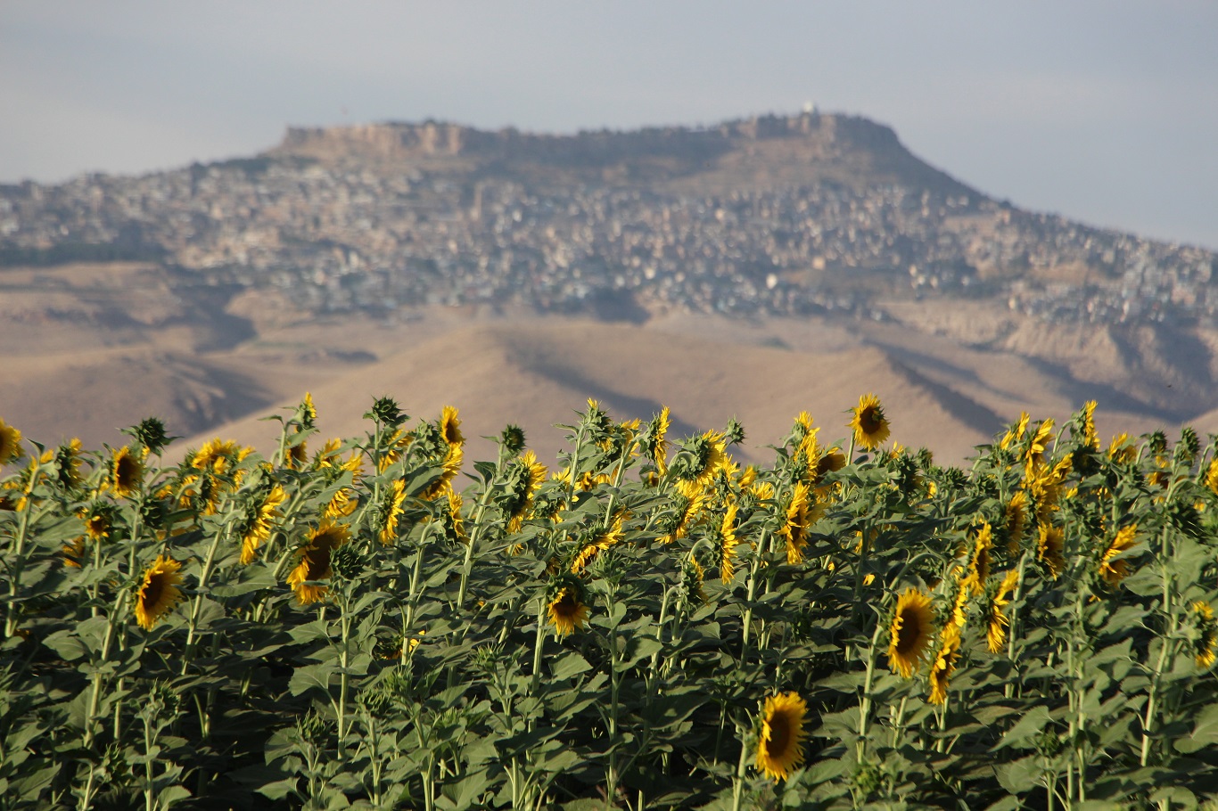 Mardin’de su kısıtlamaları ayçiçeği ekimini artırdı