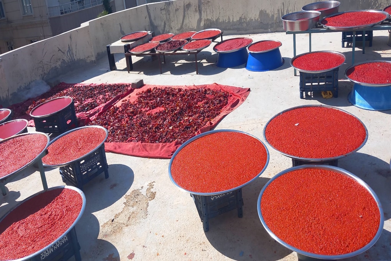 Şanlıurfa'da isot telaşı başladı: Damlar kırmızıya büründü
