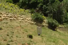 Gençler köyleri terk etti, hayvancılık can çekişiyor
