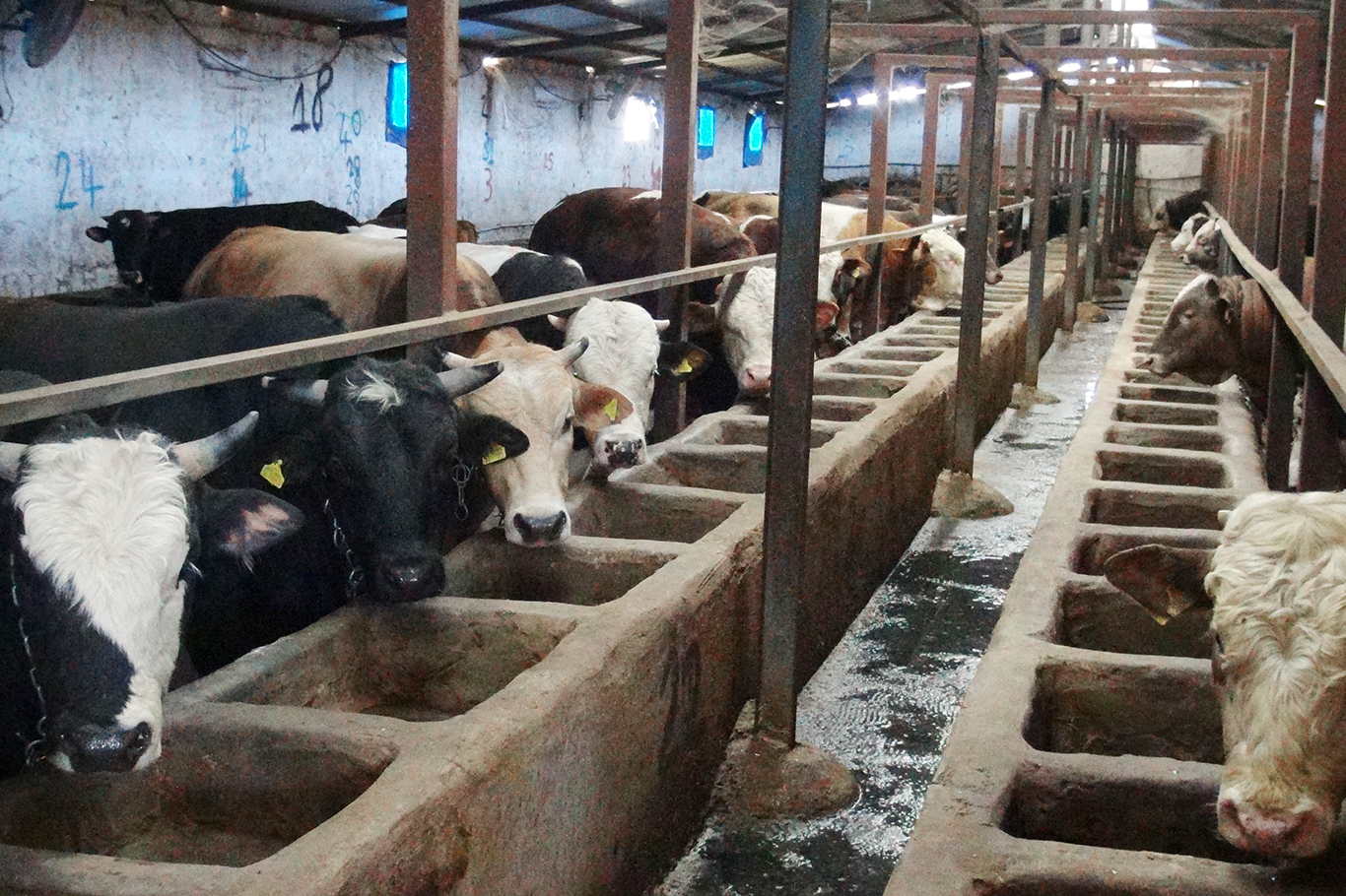 Batman, büyükbaş ve küçükbaş üretim planlamasında destek kapsamı dışında kaldı