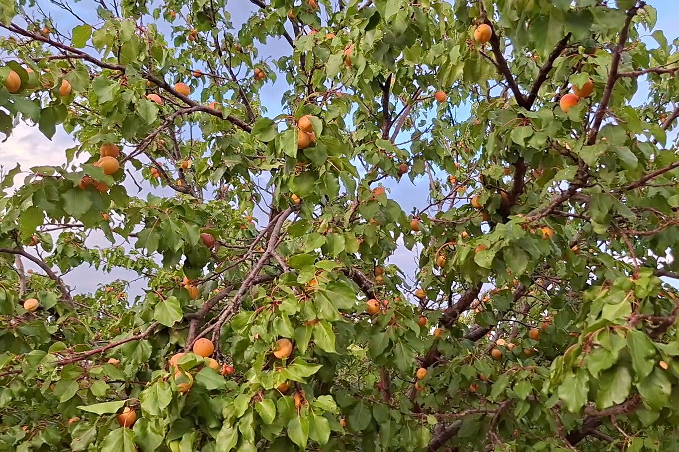 Zirai dondan etkilenmedi, eylül sonunda dalında kayısı verdi