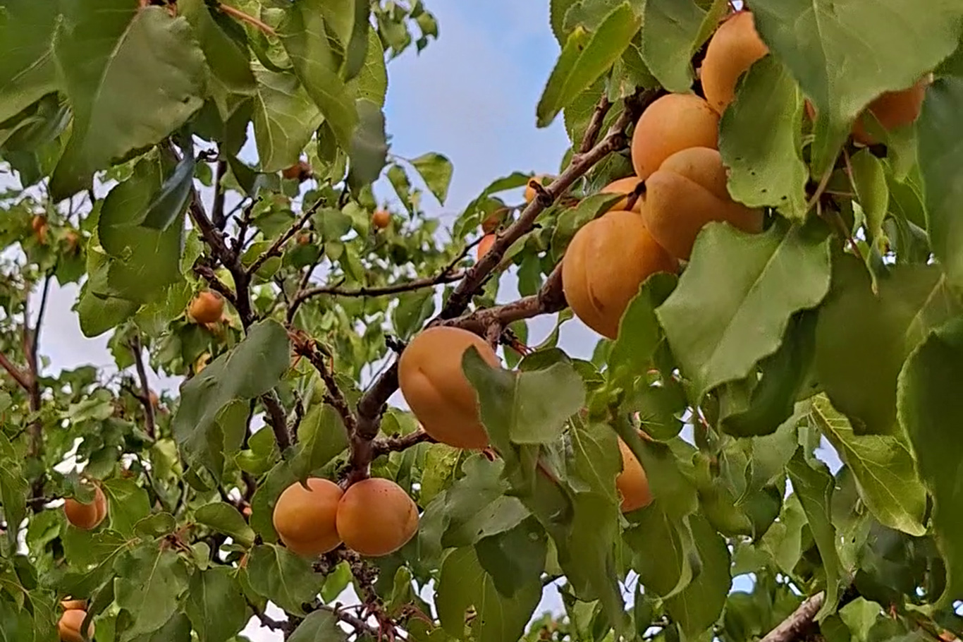 Zirai dondan etkilenmedi, eylül sonunda dalında kayısı verdi