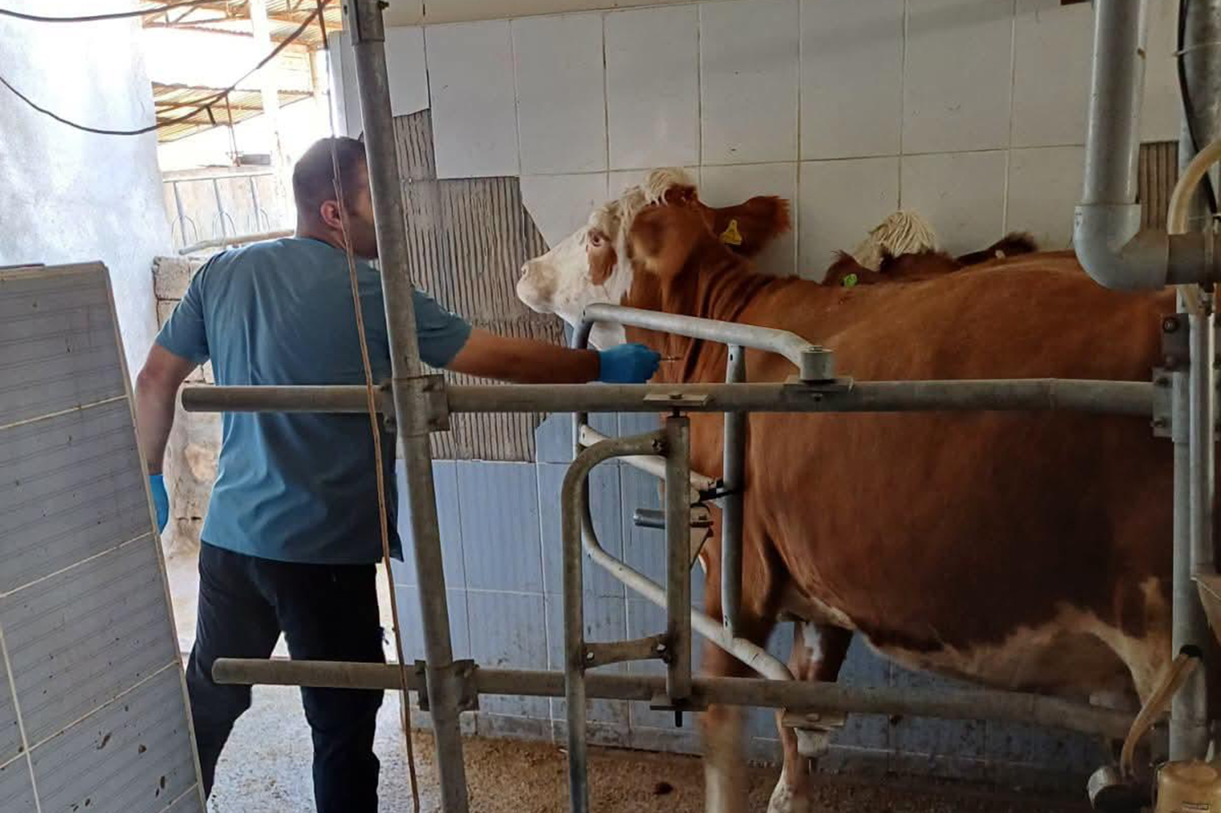 ŞIRNAK’TA HAYVAN SAĞLIĞI İÇİN AŞILAMA VE KÜPELEME ÇALIŞMALARI SÜRÜYOR