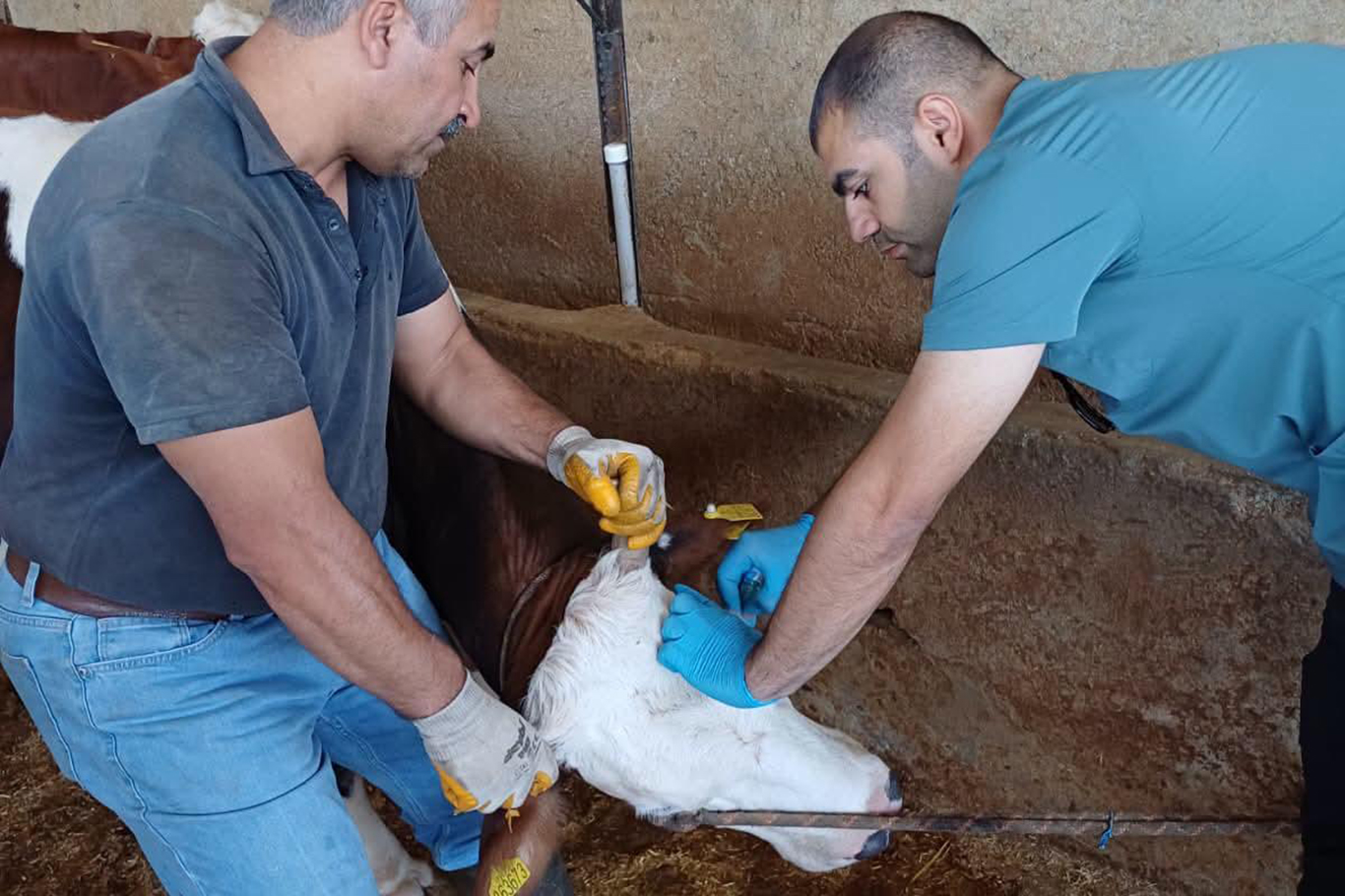 ŞIRNAK’TA HAYVAN SAĞLIĞI İÇİN AŞILAMA VE KÜPELEME ÇALIŞMALARI SÜRÜYOR