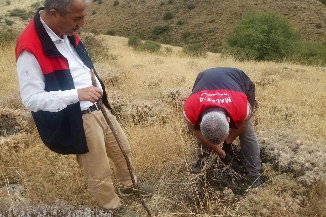 Malatya'da süne zararlısına karşı sonbahar-kışlak kontrolleri sürüyor