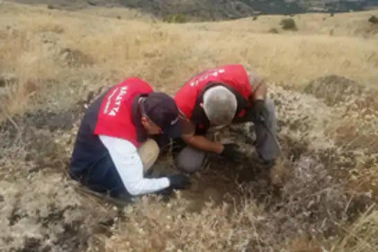 Malatya'da süne zararlısına karşı sonbahar-kışlak kontrolleri sürüyor