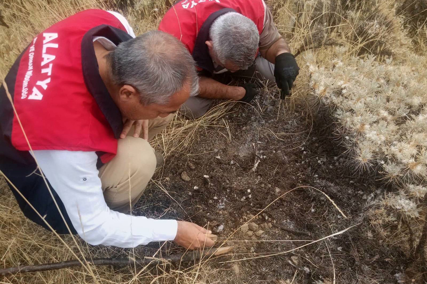 Malatya'da süne zararlısına karşı sonbahar-kışlak kontrolleri sürüyor