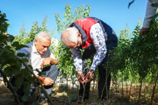 Malatya'da fidan üretiminde aşılamanın önemine dikkat çekildi