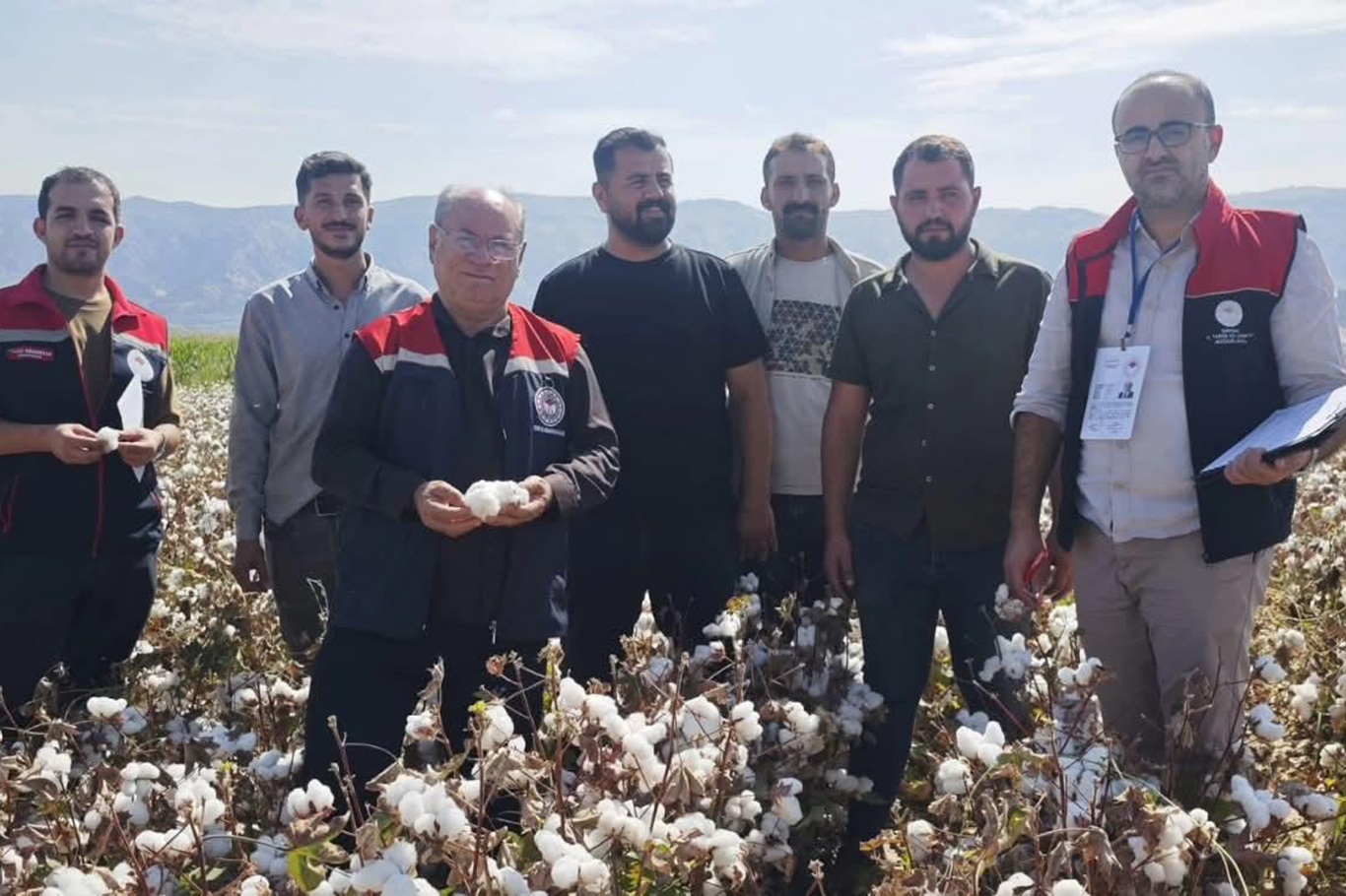 Silopi'de pamuk hasadı başladı