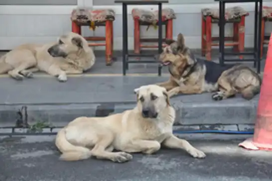 Diyarbakır’da belediyelere başıboş hayvanları toplama talimatı: Son tarih 31 Ekim