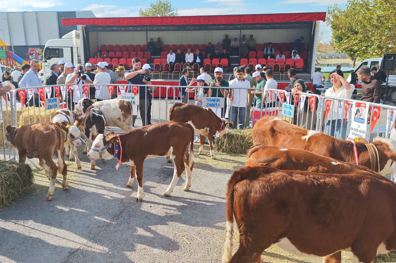 Malatya'da "En Güzel Buzağı" yarışması düzenlendi