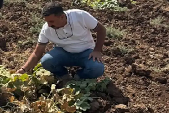 Cizre’de üretim alanlarında teknik inceleme