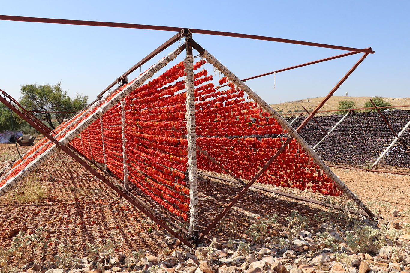 Gaziantep'te kurutmalık patlıcan ve biber mesaisi devam ediyor