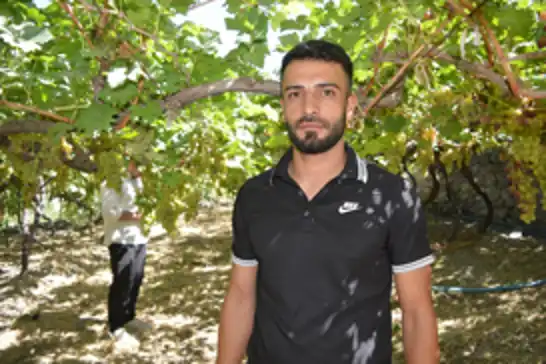 Siirt’te üzüm hasadı başladı: Üreticiler sulama ve fiyat sorununa dikkat çekti